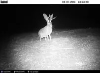 Jackalope-480x356.webp