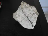 DSCF8515.webp