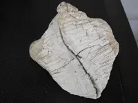 DSCF8516.webp