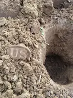 US Buckle 03.webp