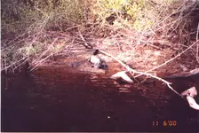ALLIGATOR.webp