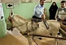 Mule.webp
