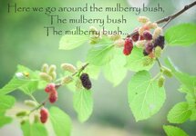 Here-we-go-around-the-mulberry-bush.jpg