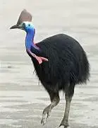 cassowary.webp