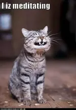 meditashun cat.webp