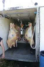 beef1.webp