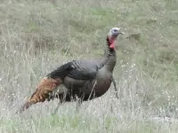 3-31-14 turkeys 029.webp