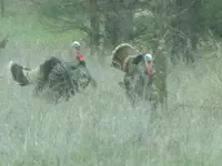 3-31-14 turkeys 023.webp