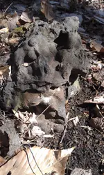 rock 3.webp