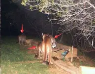 CougarMom&Cubs.webp CougarMom&Cubs.webp