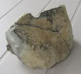 PlantFossil 1.webp