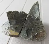 PlantFossil 3.webp