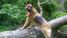 IV+Griner+Dog+Jury+Duty.webp IV+Griner+Dog+Jury+Duty.webp