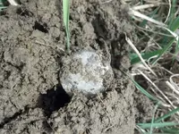 E.1781 Dirt.webp