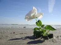 flower_by_the_sea_by.webp