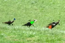 Turkeys.webp