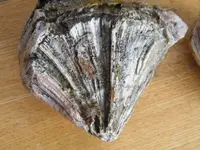 DSCF6714.webp