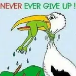 Never give up.webp