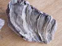 DSCF6715.webp