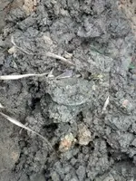 1801 dirt shot.webp