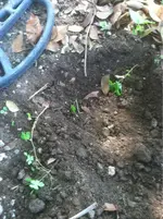 image-3487827404.webp