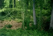 warren 14 cellar hole.webp