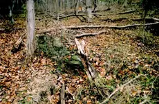 warren 16 Stone Wall.webp