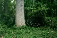 warren 25 stone wall herring hill.webp