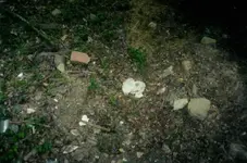 warren 30 relics.webp