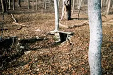 warren 34 spring.webp
