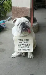 f6000b8eccaabedb58f265fa54a3d6e4-friendly-dog-gives-you-permission-to-pet-it.webp