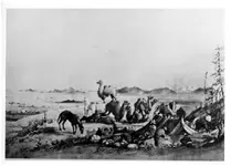 camel1857.webp