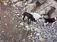 PlotHound4.webp PlotHound4.webp