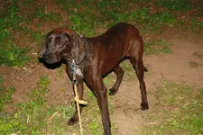 Plott Hound 002.webp
