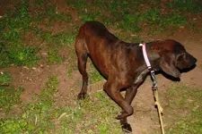 Plott Hound 003.webp