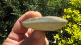 rock 002.webp