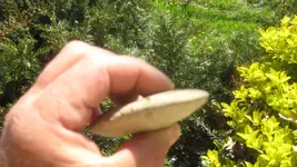 rock 004.webp