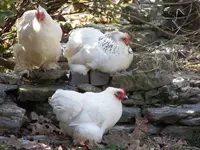 003.webp