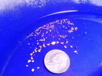 gold hog 021.webp