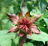 BeeBalm4.webp