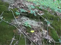 Moss covered rock.webp