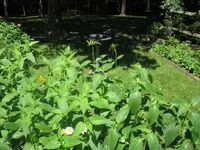 BeeBalmpatch.webp