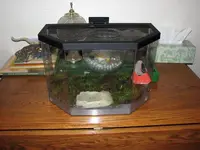 TurtleTerrarium.webp