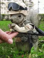 military-squirrel.webp