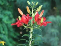 sun and flowers 002.webp
