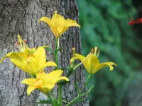sun and flowers 003.webp