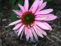 sun and flowers 005.webp