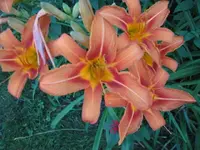 sun and flowers 006.webp