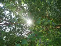 sun and flowers 013.webp