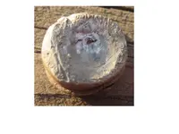 buttonmaybe.webp